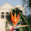 Modr ptek na oranovm kvtu? Nikoliv - kvetouc strelitzia reginae.